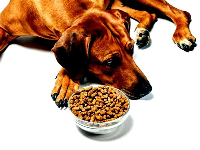 Why won't my dog eat kibble but eats everything else?