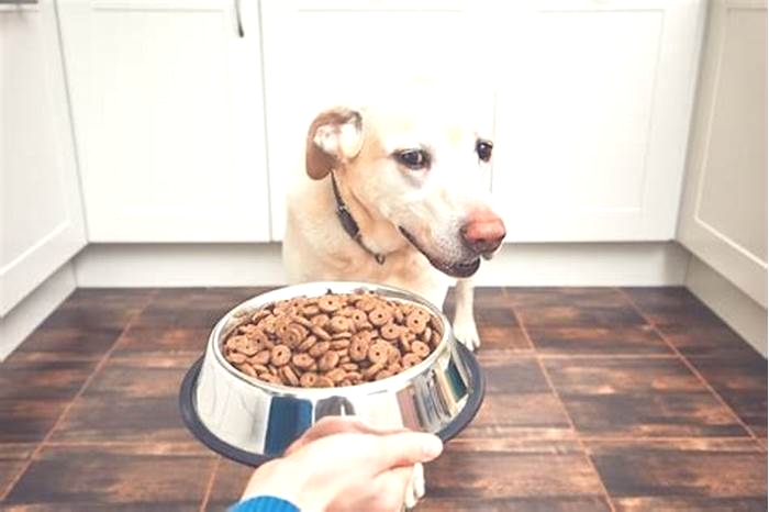 Why won't my dog eat out of a stainless steel bowl?