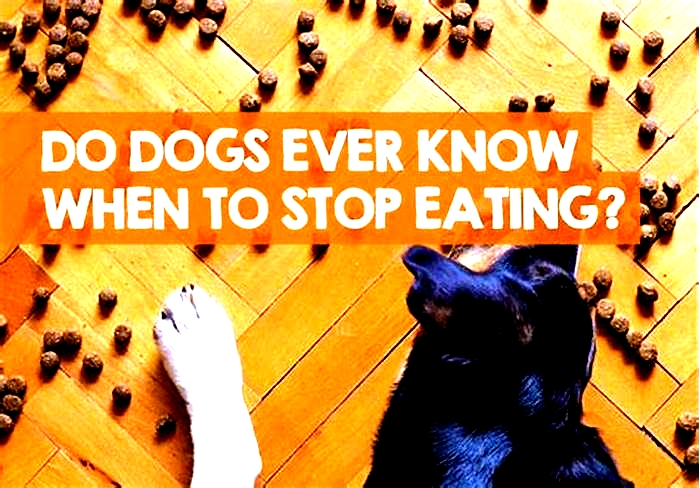 Will a dog stop eating when it's full?